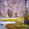 高台寺の桜②