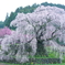 The Matabe cherry tree