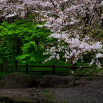 桜白 葉緑