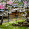 瑞龍寺の枝垂れ桜