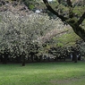 園地の桜