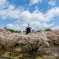 京都　仁和寺の御室桜