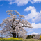 塩ノ崎の大桜