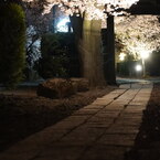 禅寺の沿道と夜桜