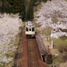 桜ロード！