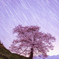 桜と星の軌跡