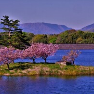 晩春の日野川ダム　小島桜　８