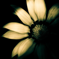 Darkness　flower