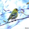 桜の花には興味がない