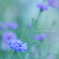 Cornflower Blue☆.。.:*・