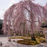 高台寺の枝垂れ桜。