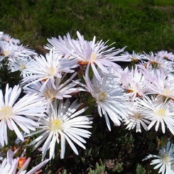 真っ白な花