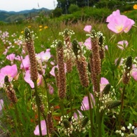 野に咲く花　2