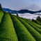 茶畑から富士を望む