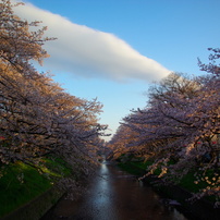 サクラサク五条川