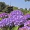 紫陽花と五重塔
