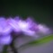 妖艶な紫陽花