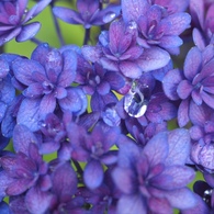 Purple drops