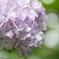 東京-高幡不動の紫陽花