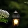 Light of the rainy season