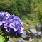 紫陽花屋敷