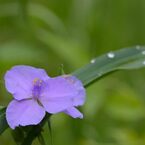 梅雨の彩り　　DSC_0329