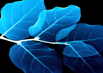 電脳-leaf。