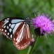アザミ蝶のララバイ