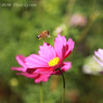 ミツバチと花の絆