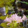 キツネノカミソリに訪花するミヤマカラスアゲハ