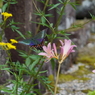 キツネノカミソリに訪花するミヤマカラスアゲハ