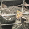小出川の蝶