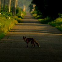 ｎｏｒｔｈ　ｆｏｘ