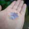 てのひら紫陽花