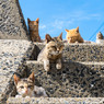 海岸にあるネコさん階段