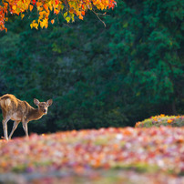 秋　紅葉の始まった奈良公園