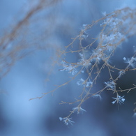 枯芒に雪