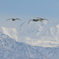 雪山と白鳥たち