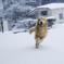 雪に喜ぶ犬