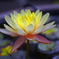 Yellow water lily　_IGP7285zz