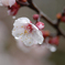 【参考】豊後梅の花
