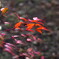 真冬の紅葉･･古木ナンテン