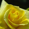 黄色き薔薇　IMGP0358z
