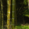 竹と淡い光
