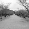 鶴亀公園　桜並木