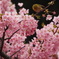 桜とメジロ3
