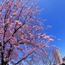 春のうららの隅田川～ⅲ