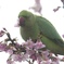 インコの桜摘み