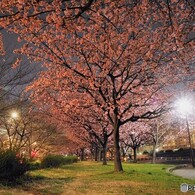 汐入夜桜