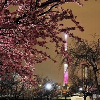 オオカン夜桜～ⅱ